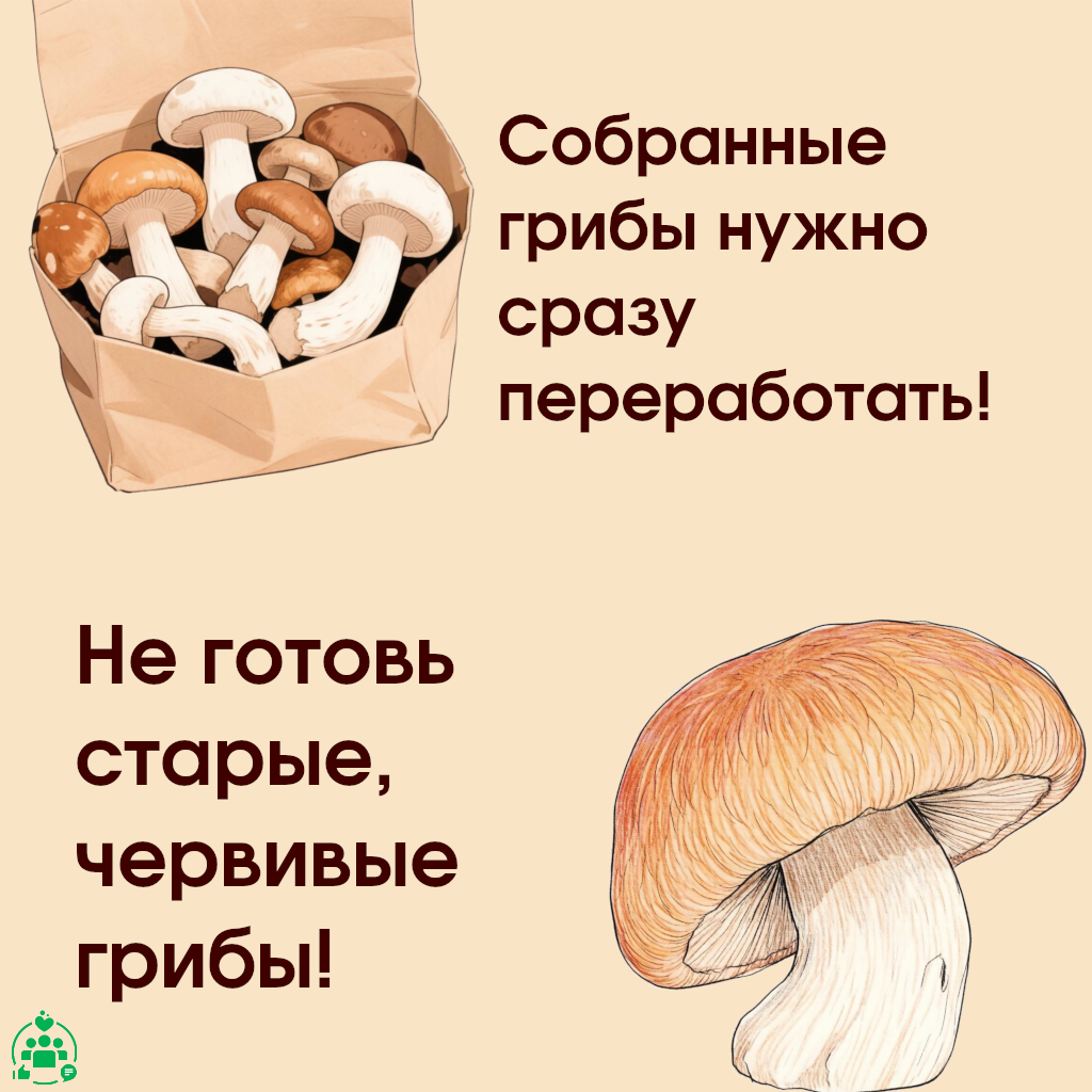 54-07_931_01_09_2026_Грибы_5.png